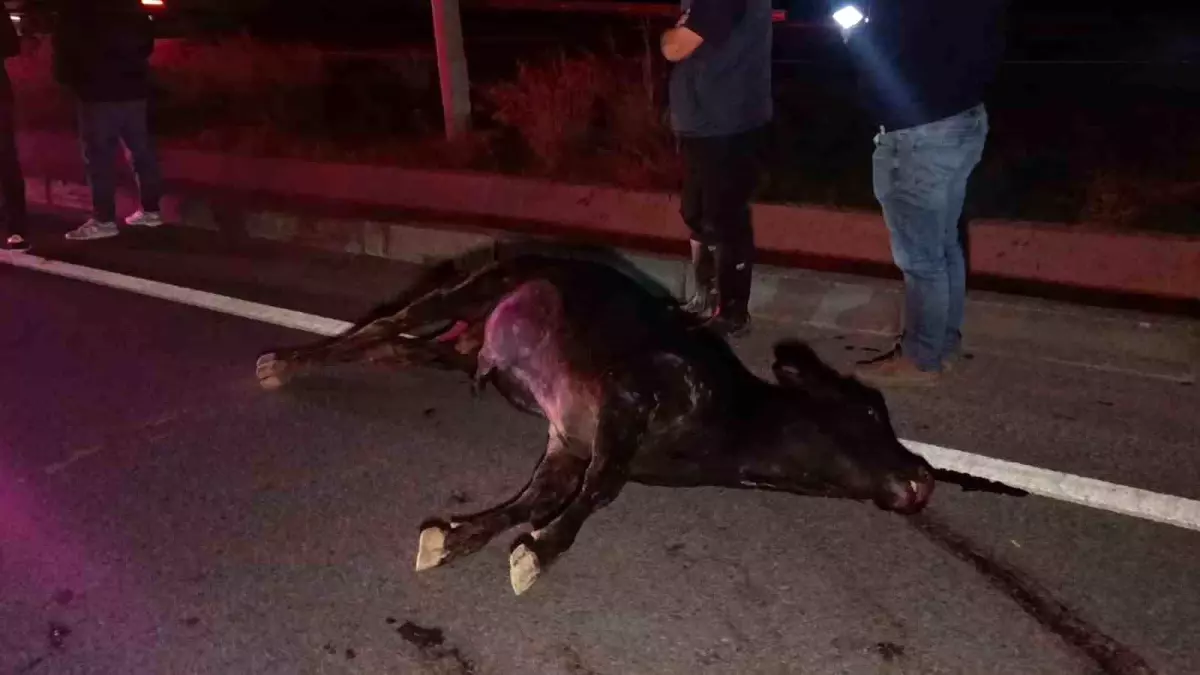 Ağıldan kaçan inek, araçların çarpması sonucu telef oldu