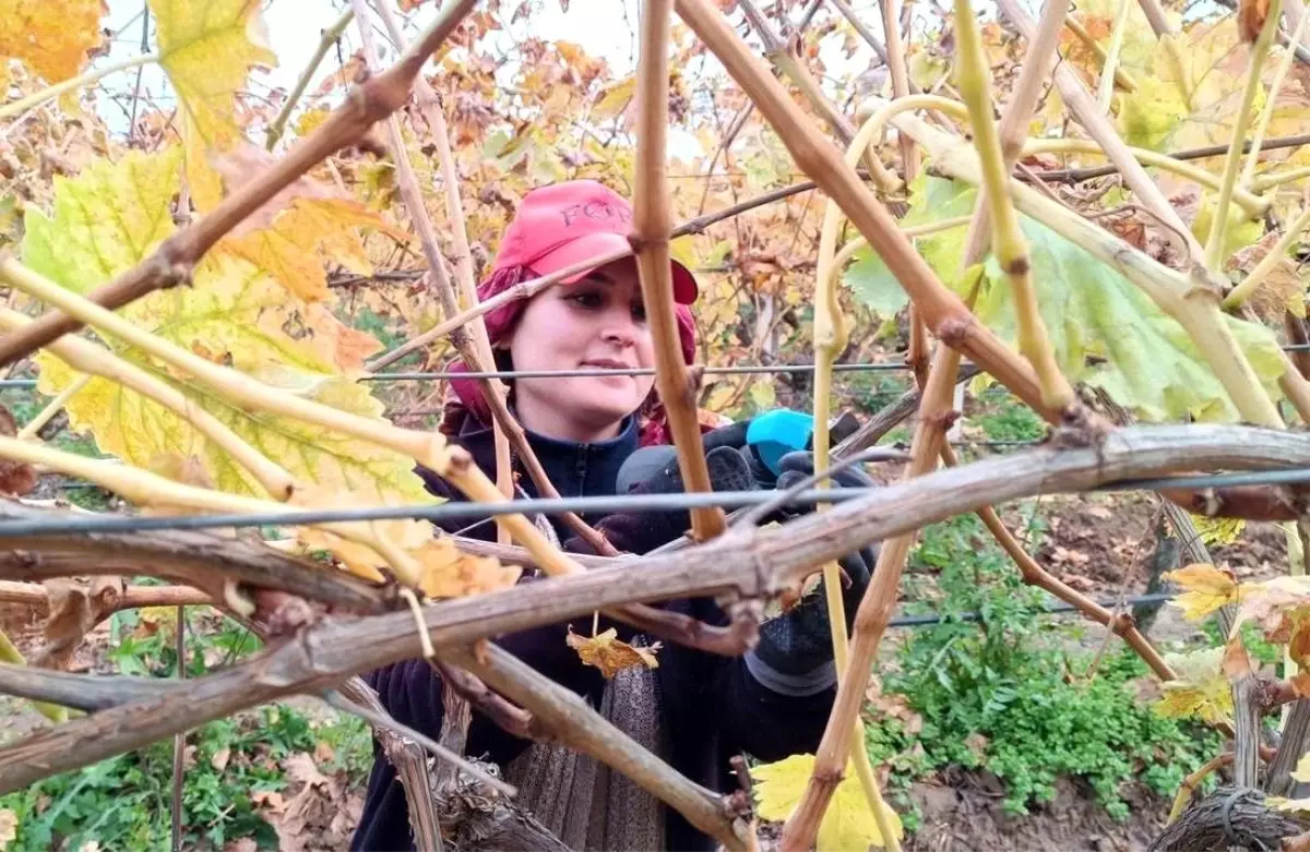 Budama maliyeti üreticiyi ailece bağa indirdi