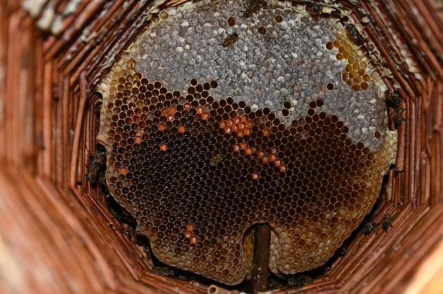 Allocated the most beautiful room of the house to them: The price is exactly 10 thousand lira