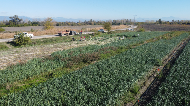 isciler adana ya akin etti yuzlerce donumde 19360759 2292 m