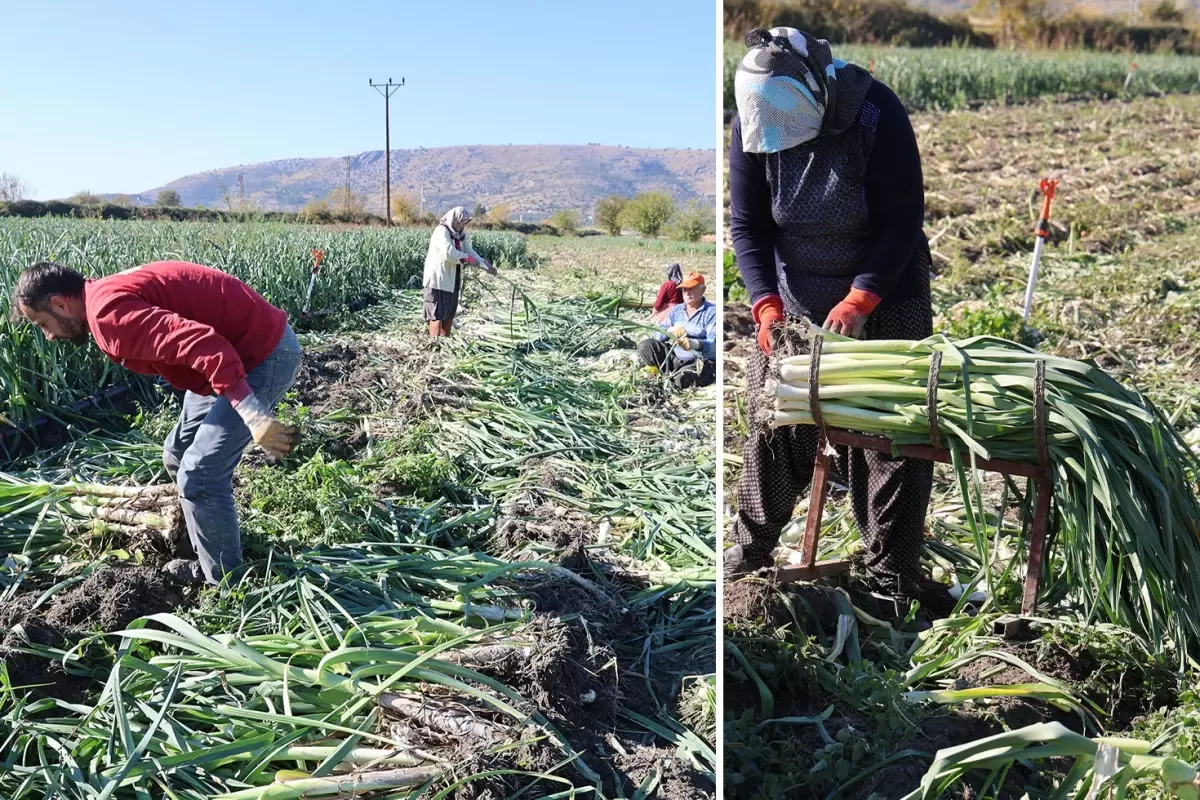 İşçiler Adana'ya akın etti, yüzlerce dönümde hasat başladı