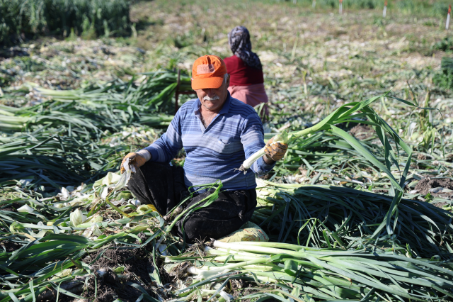 isciler adana ya akin etti yuzlerce donumde 19360759 8678 m