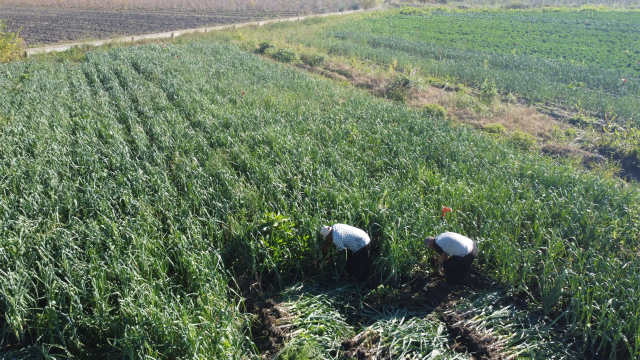 isciler adana ya akin etti yuzlerce donumde 19360759 9599 m