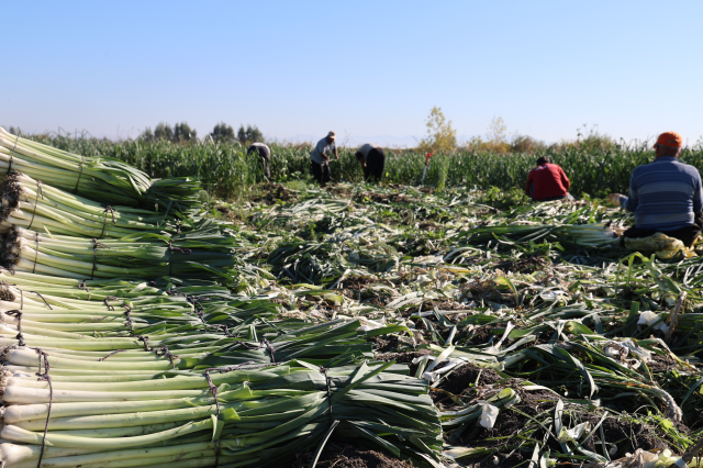 isciler adana ya akin etti yuzlerce donumde 19360759 9825 m