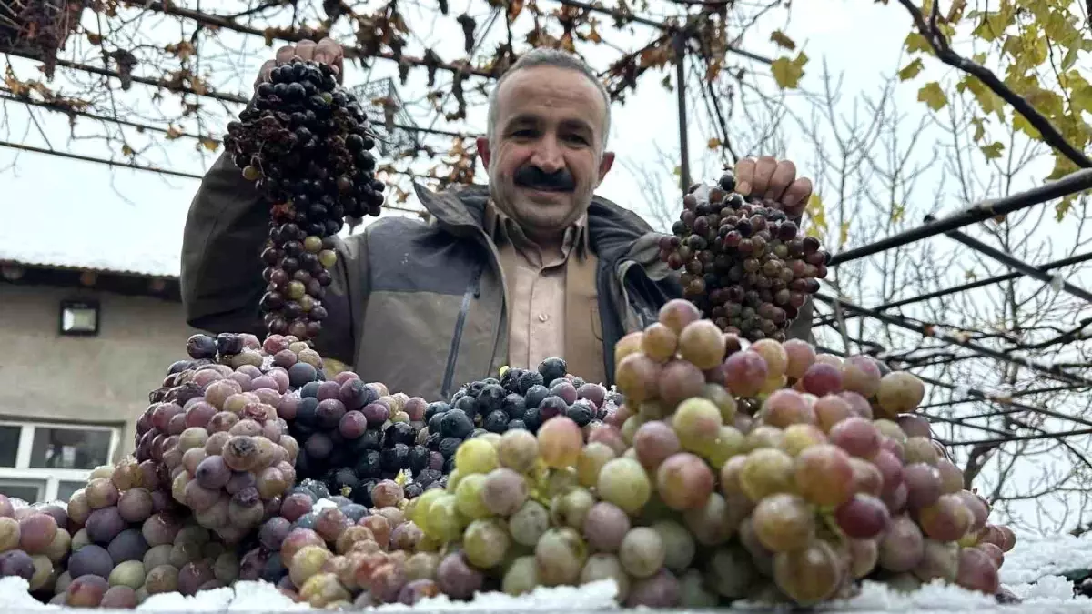 Kara kışa meydan okuyan lezzet: Kışlık üzüm dalından koparıldı