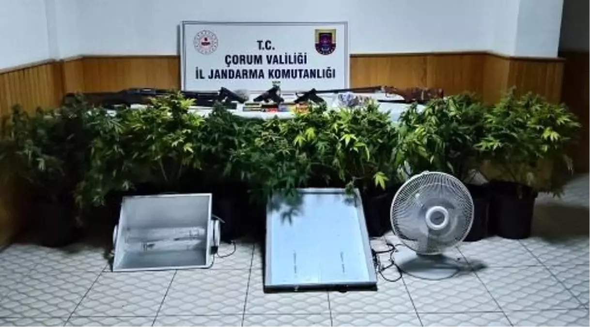 Köy evinde çadır kurup skunk yetiştiren şahsa operasyon