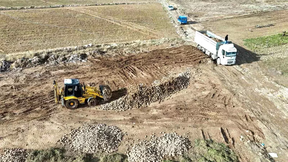 Malatya'da şeker pancarında yüksek verim çiftçinin yüzünü güldürdü
