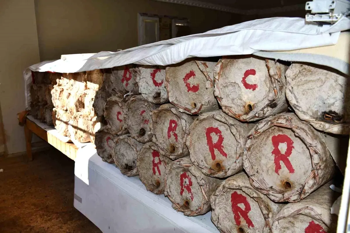 Misafir odasını bal arılarına ayırdı