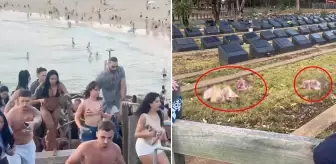 Plaj katliamı sonrası Müslüman mezarlığına domuz kafaları bırakıldı