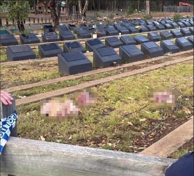 تم ترك رؤوس خنازير في مقبرة المسلمين بعد مذبحة الشاطئ