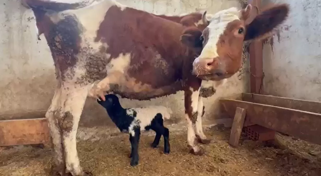 Tokat'ta annesi ölen kuzuyu inek emziriyor