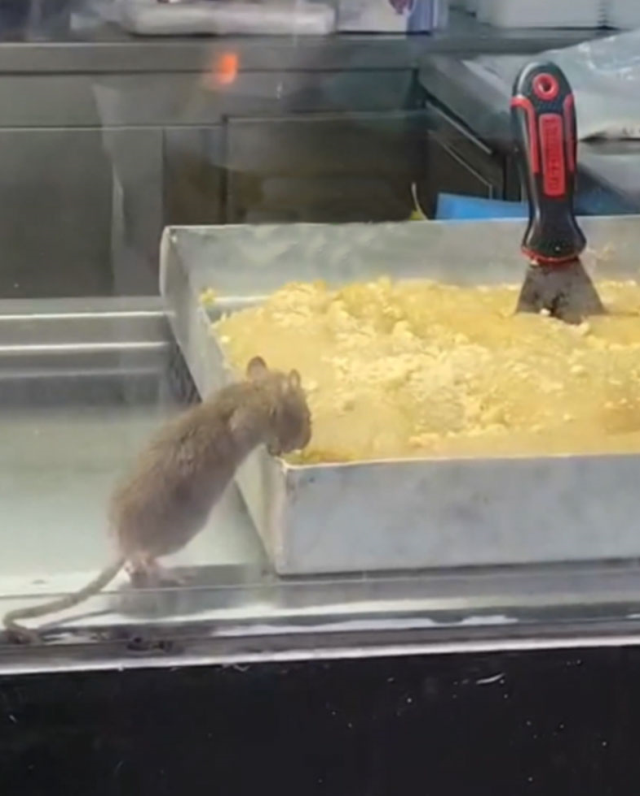 Burası Hindistan değil Türkiye! Böreği insanlardan önce fare yedi