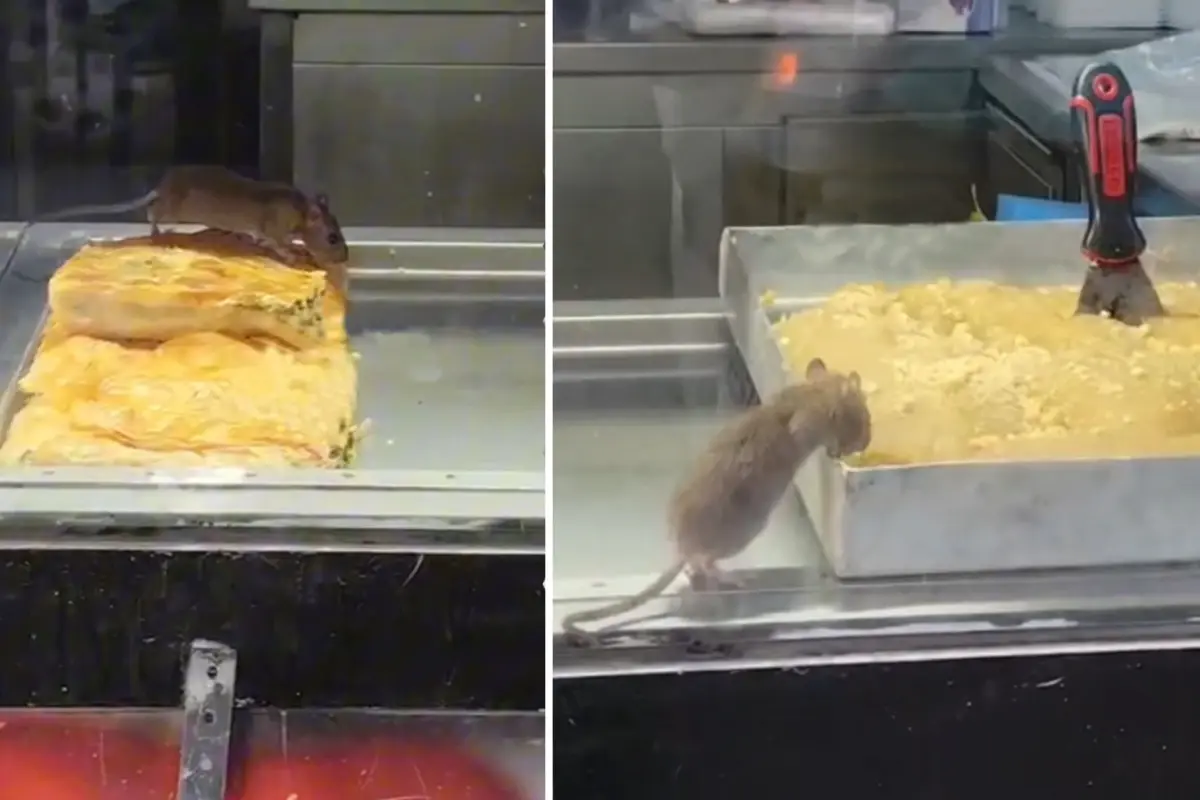 Burası Hindistan değil Türkiye! Böreği insanlardan önce fare yedi