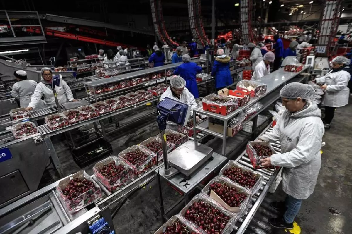 Çin'in Shanghai Limanı, Yeni Yıl Öncesinde Şili'den Rekor Kiraz Sevkiyatına Hazırlanıyor