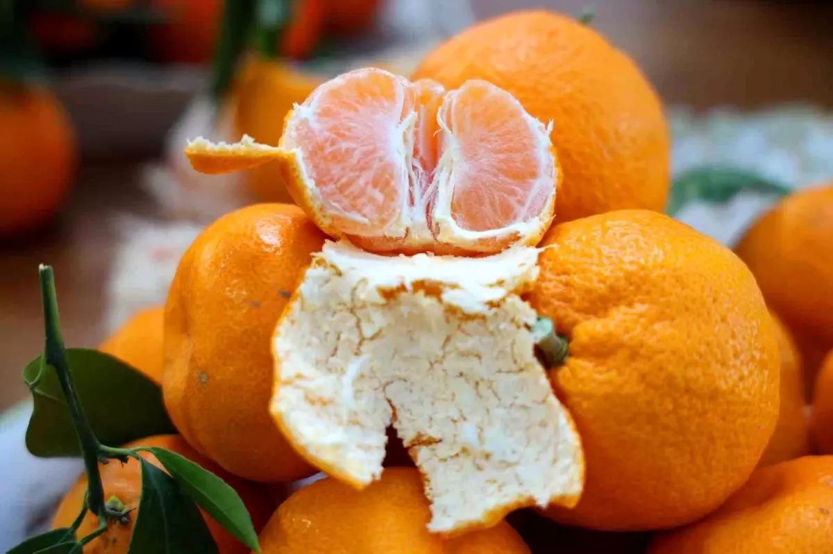 En ucuz meyve mandalina: Dalında 3, pazarda 5 lira