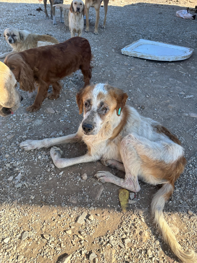 sozde barinakta dehset goruntuler kopekler 19362674 9374 m