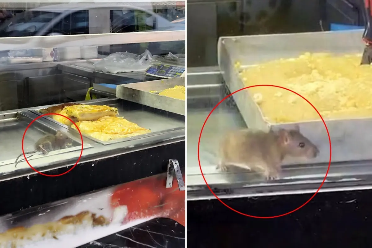 Börek tezgahında fareler cirit attı