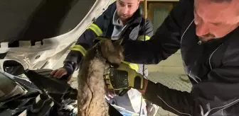 Erzincan'da aracın motor kısmına sıkışan kediyi itfaiye kurtardı