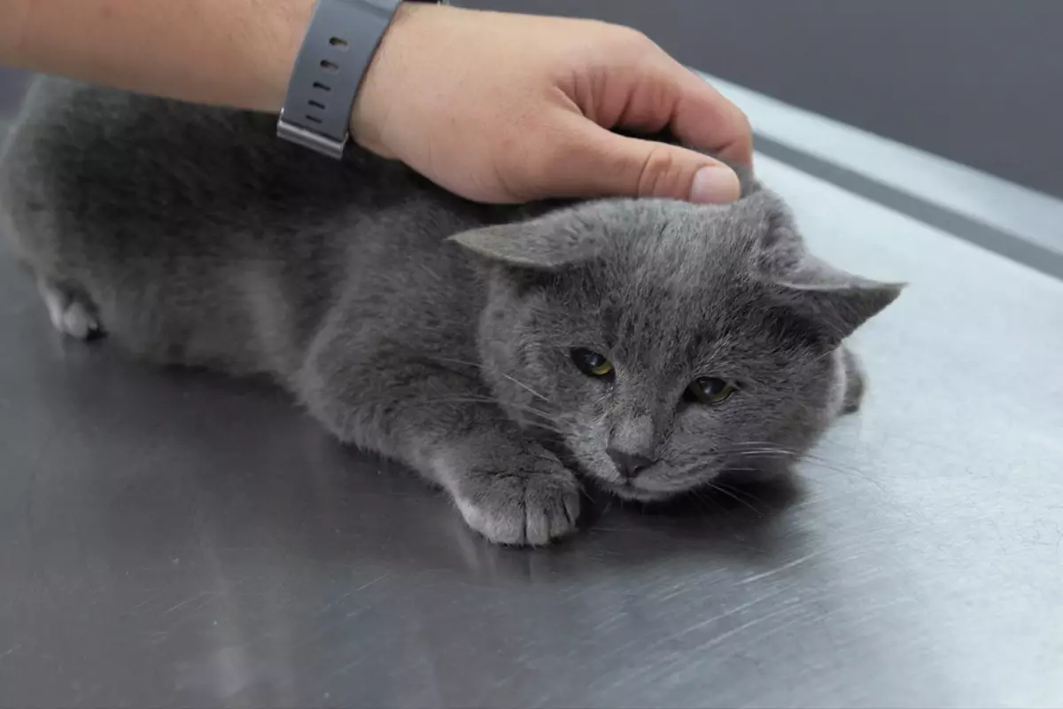 İştahsız kedisini veterinere götüren çift hayatının şokunu yaşadı