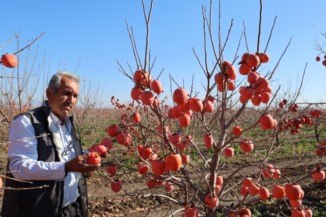 Heavenly dates dried in the facility established in the village were exported to Germany