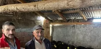 19 Mayıs'ta hayvan sağlığı çalışmaları sürüyor