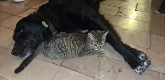 Amasya'da kedi ile köpeğin dostluğu ilgi çekiyor
