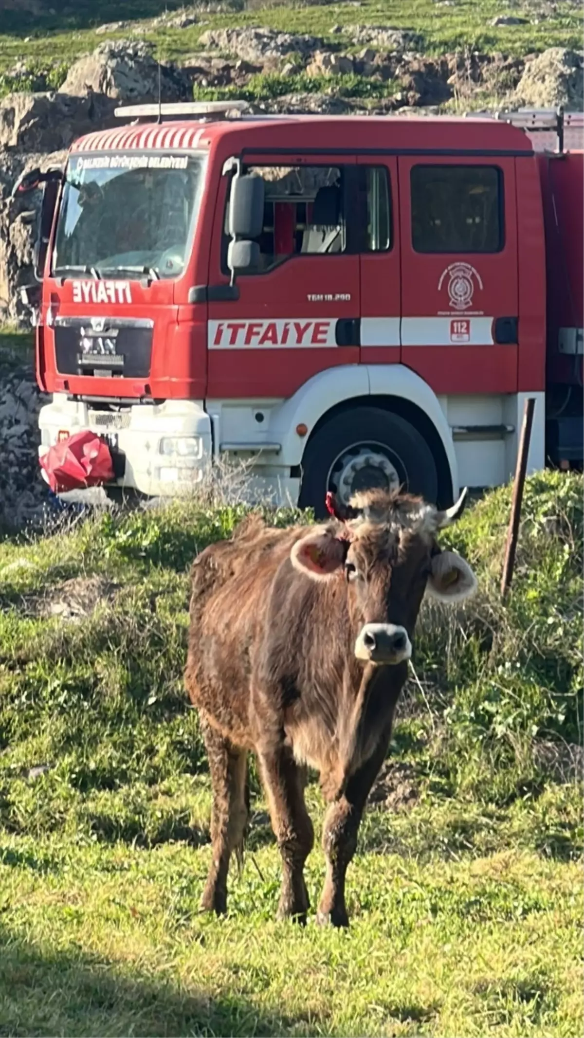 Balıkesir'de kuyuya düşen inek itfaiye ekiplerince kurtarıldı