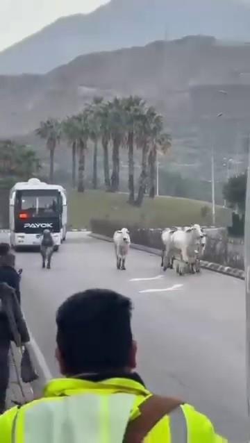 kaza yaptiktan sonra alevlere teslim olan tirdaki 19366435 3745 m