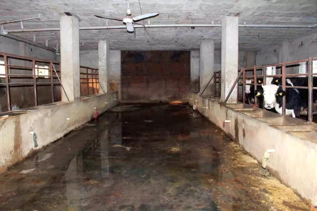 Siirt'te 3 buçuk ayda 54 büyükbaş hayvanı telef olan besicinin zararı 8 milyon lirayı buldu