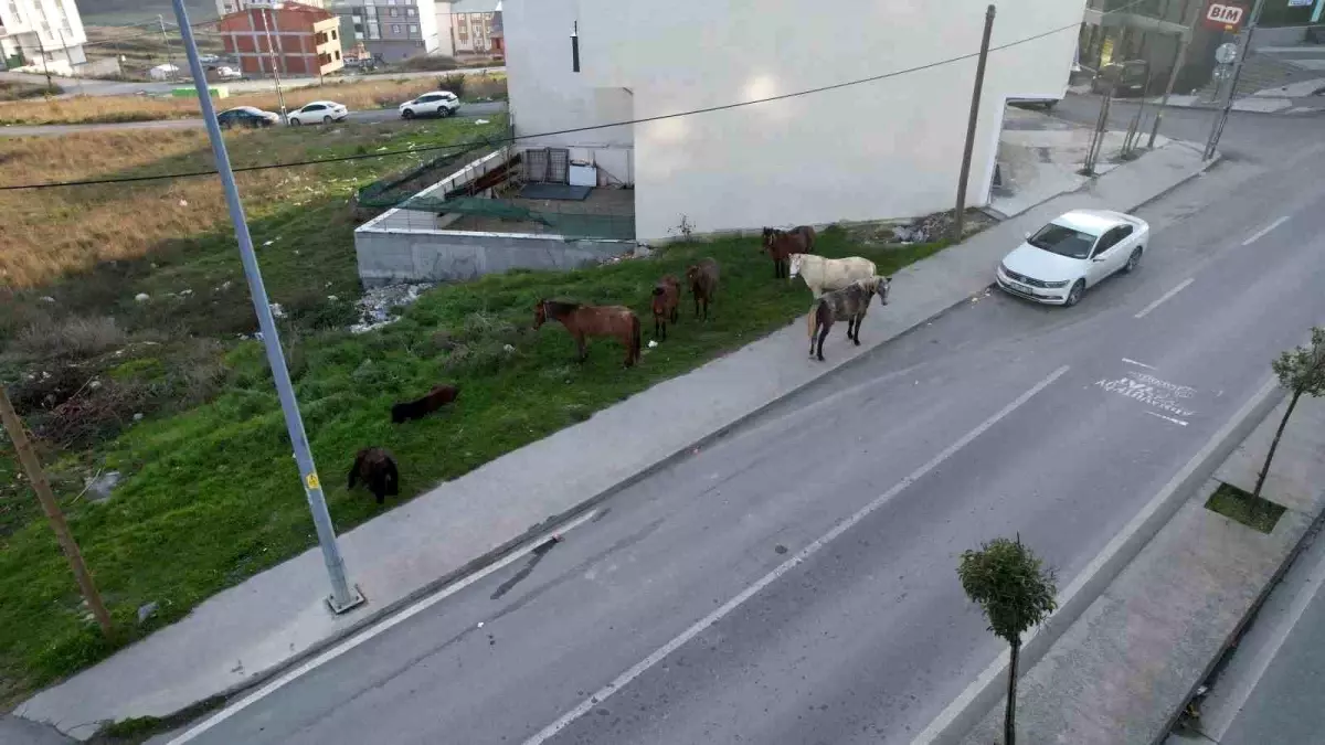 Arnavutköy'de başıboş gezen atlar tehlike saçıyor