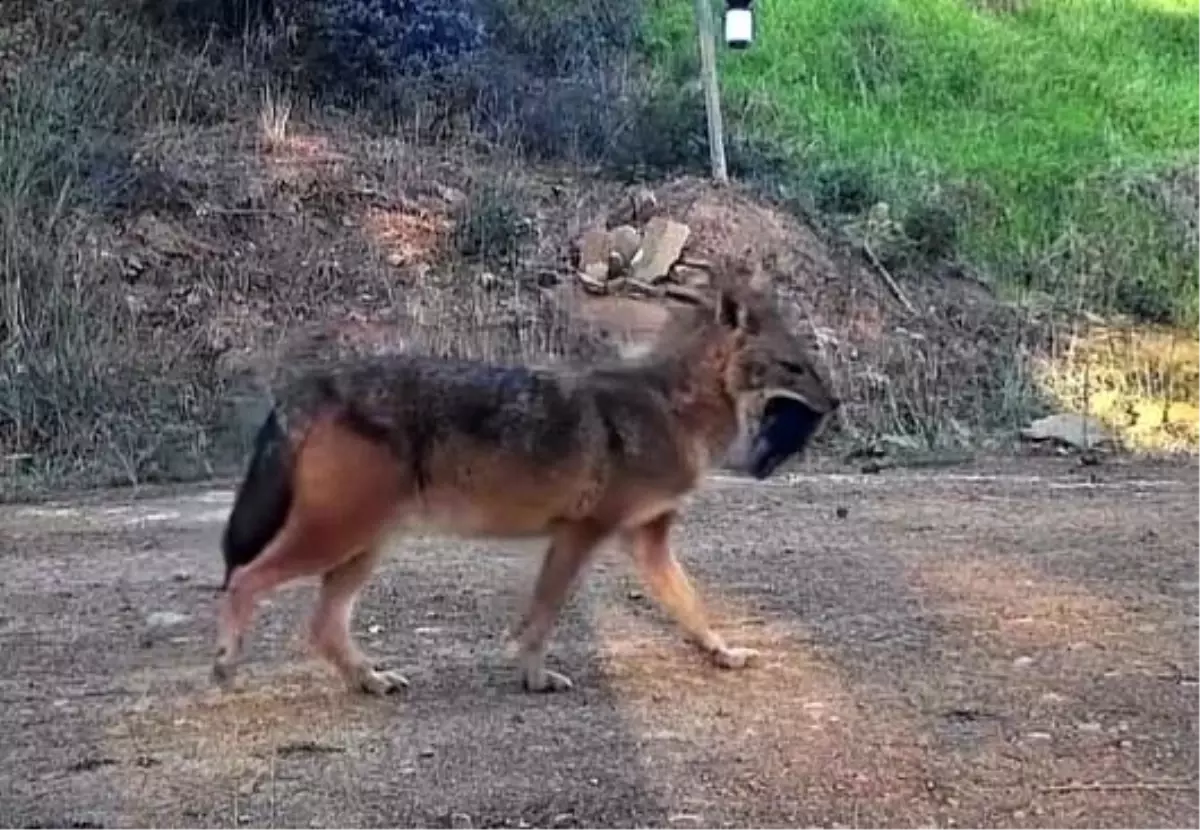 Doğanın sert yüzü: Çakal ağzında domuz bacağıyla görüntülendi