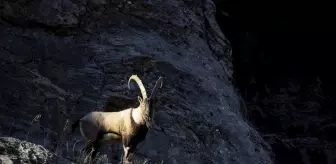 Tunceli'de yaban keçileri Munzur Vadisi'ne indi