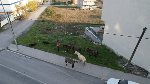 yer istanbul basibos atlar trafigi tehlikeye 19370144 5953 m