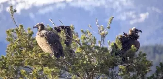 Akbabaların izi Bolu'daki istasyonda sürülüyor