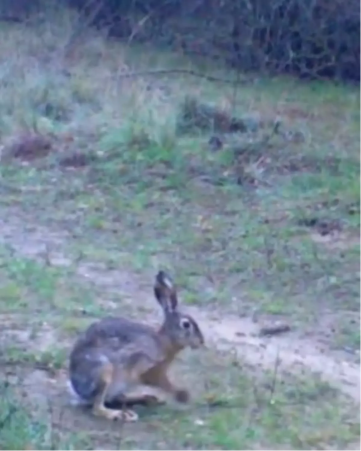 Edirne'de Yaban Tavşanlarının Görüntüleri Ortaya Çıktı