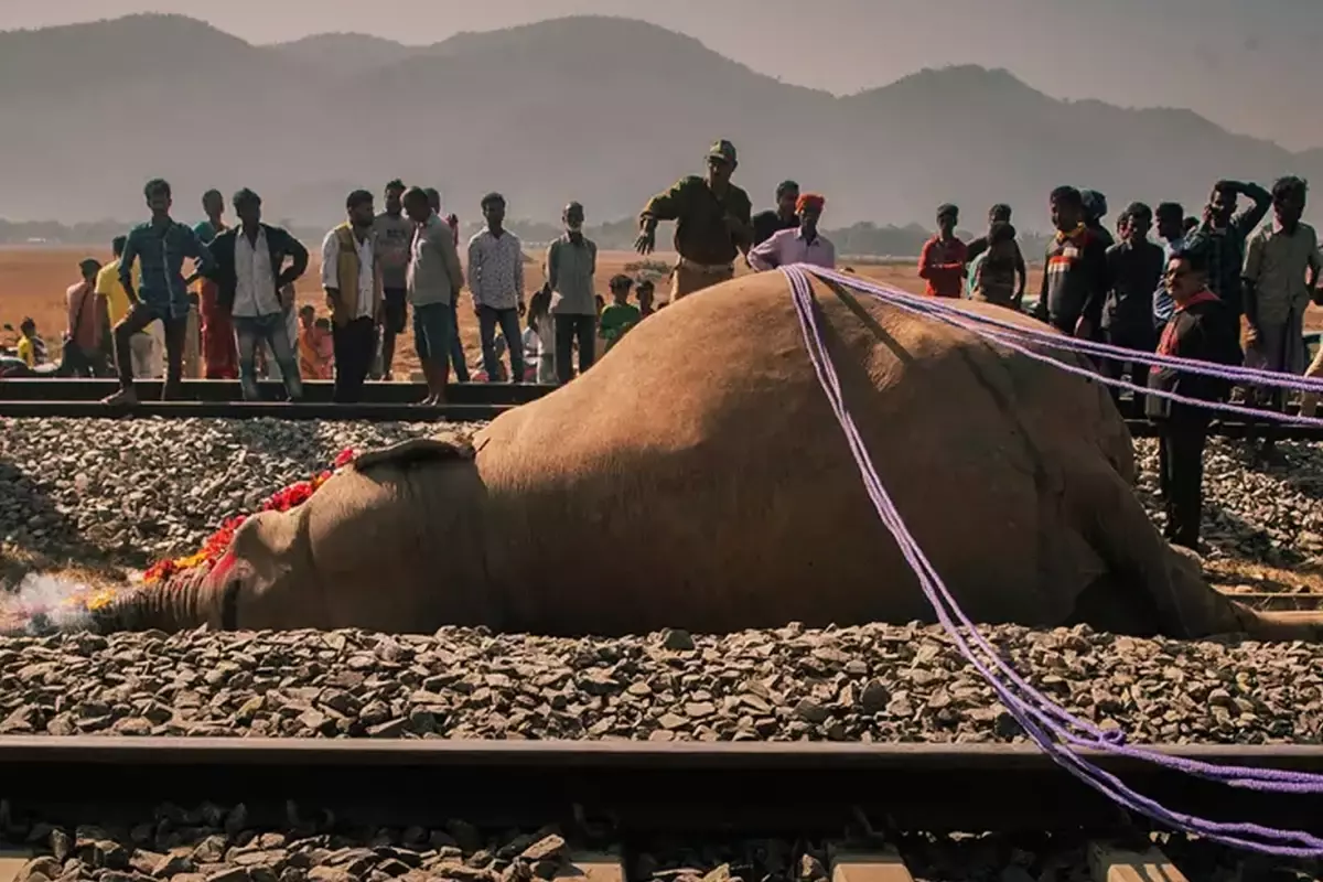 Yolcu treni fillere çarptı! Kahreden görüntüler