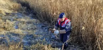 Karaman'da yaralı bulunan kızıl şahin tedavi altına alındı
