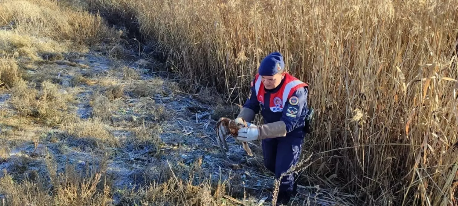 Karaman'da yaralı bulunan kızıl şahin tedavi altına alındı