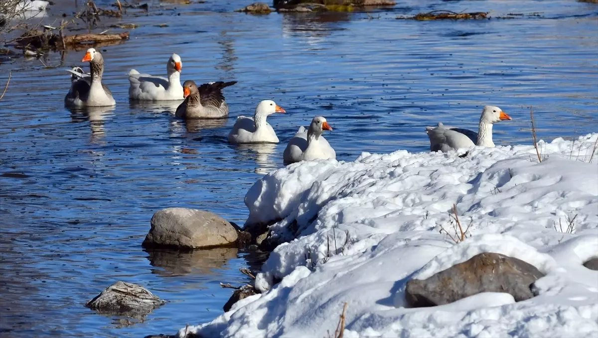 Kars'ta kazlar buz tutmayan derelerde yüzdü