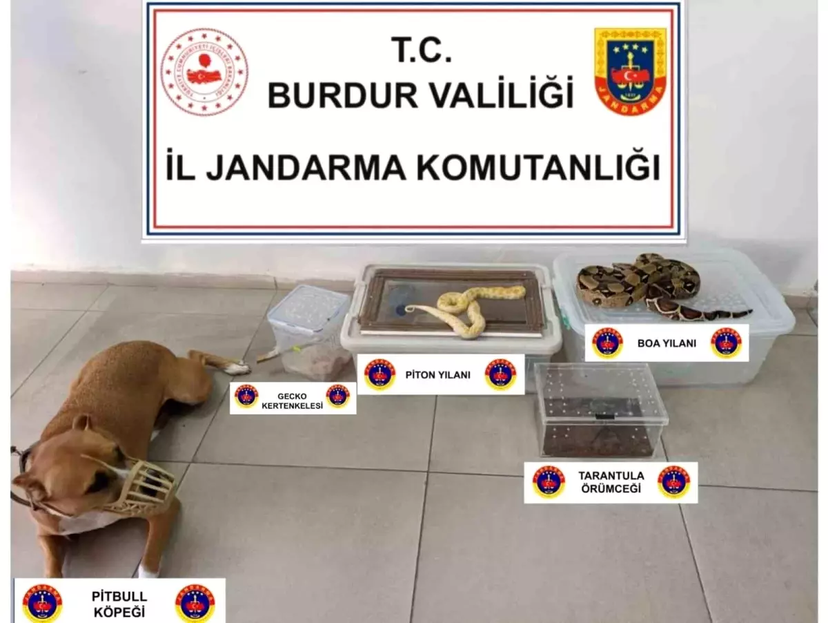 Operasyon yapılan ev hayvanat bahçesi gibi çıktı