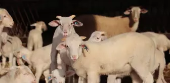 Trakya'da damızlık küçükbaş hayvanlar bilimsel verilerle tespit edilecek