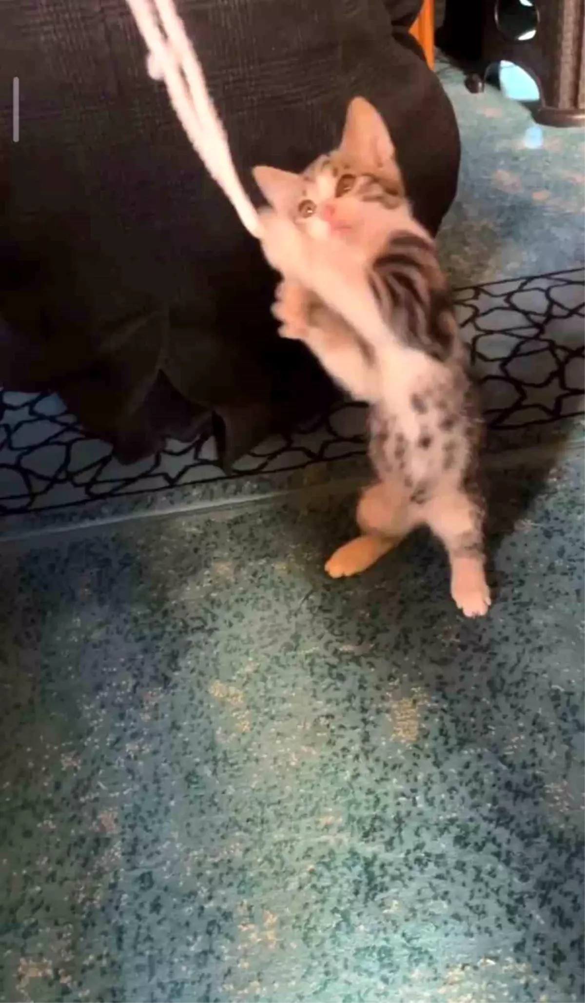 Yavru kedi camide vaaz sırasında cemaatle ve tesbihle oynadı