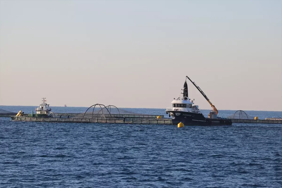 Adana'da denizde kafes balıkçılığında ilk hasat ihracat için yapıldı