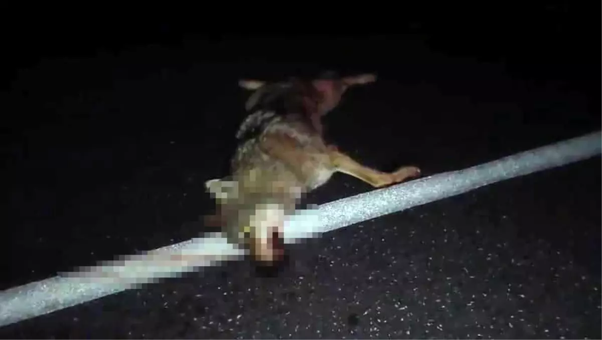 Adilcevaz'da araçların çarptığı kurt telef oldu