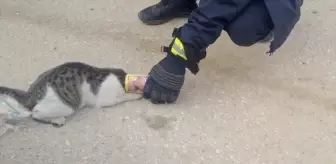 Adıyaman'da başı konserve kutusuna sıkışan kedi kurtarıldı