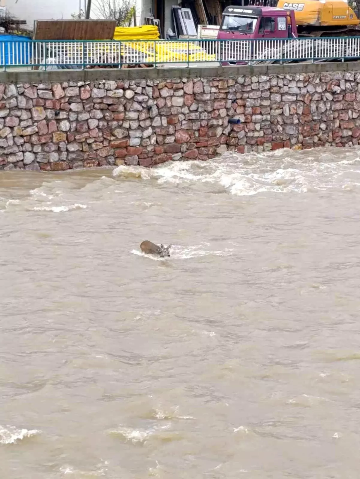 Çaya düşen karaca kurtarıldı