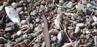 Datça'da ölü balıklar kıyıya vurdu