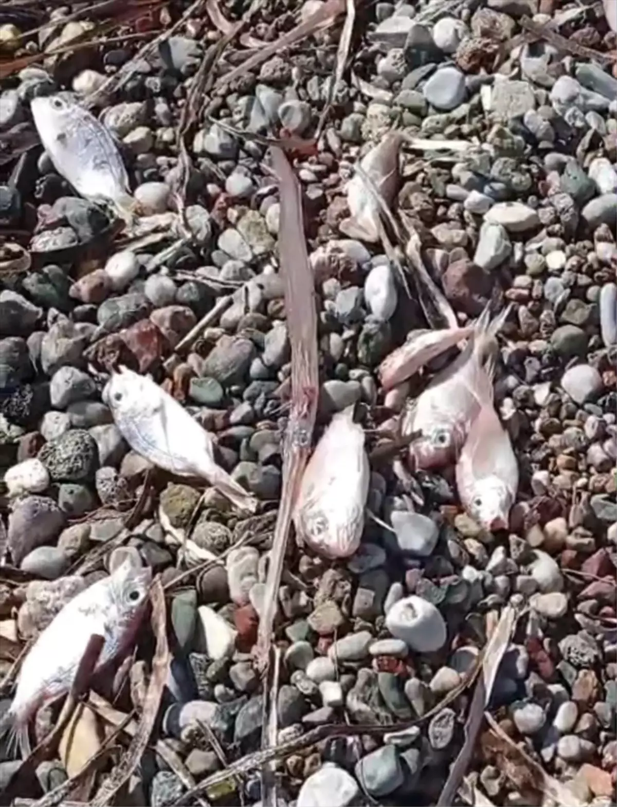 Datça'da ölü balıklar kıyıya vurdu
