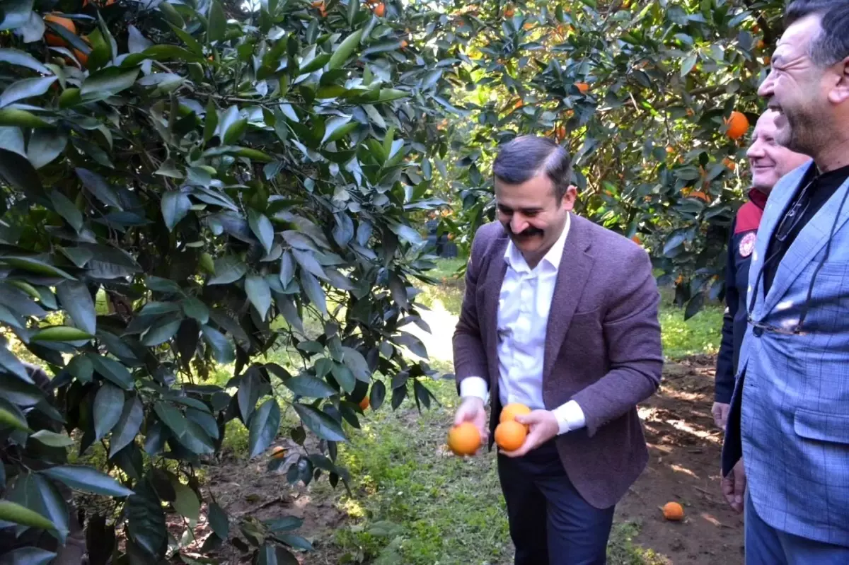 Kaymakam Kumcu, 'Köyceğiz Portakalı' hasadına katıldı