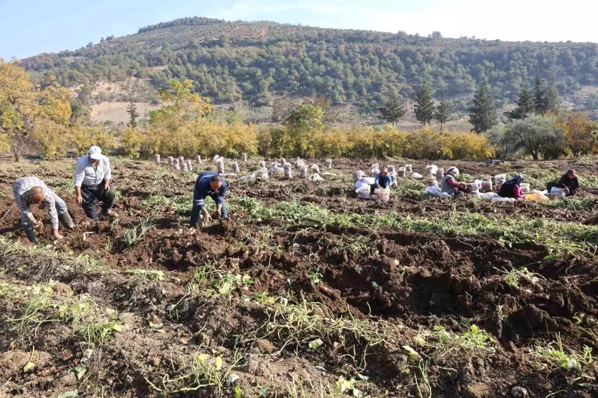 Kuraklık nedeniyle verimin yarı yarıya düştüğü tatlı patateste son hasat yapıldı